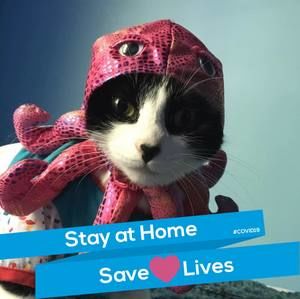 Meet your Posher, Taylor